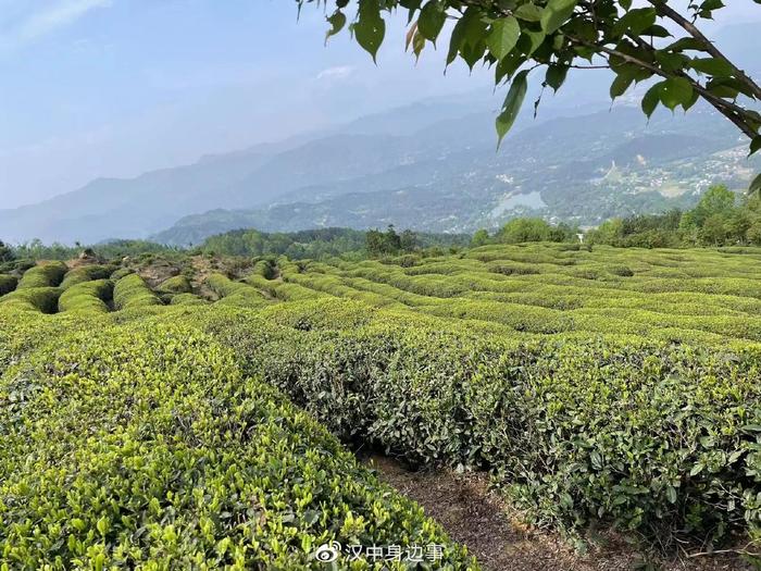 南郑区汉山茶业“汉中红”荣获第二届世界红茶产品质量推选“大金奖”