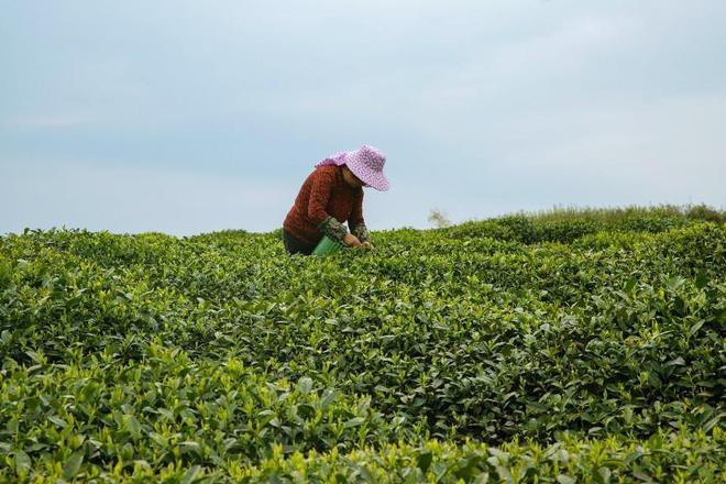 2023中国茶叶大会暨新昌大佛龙井茶文化节开幕,茶产业数字化