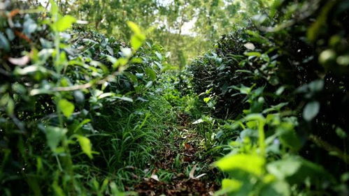 惠东白盆珠镇 发展特色岩茶产业 村民实现家门口就业