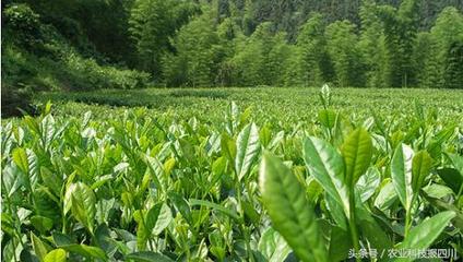 川茶集团:传承中国六大茶类 打造世界顶级好茶 - 今日头条(www.toutiao.com)